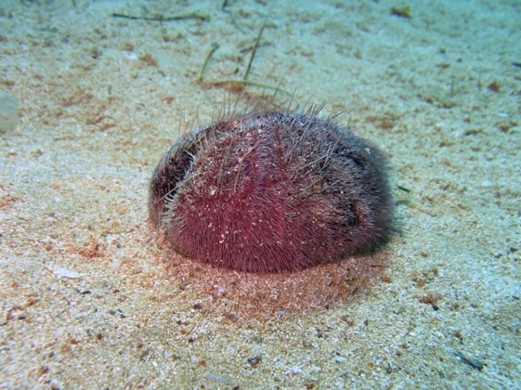 Spatangus purpureus (O.F. Müller, 1776)